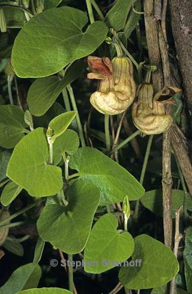 aristolochia californica 2 graphic